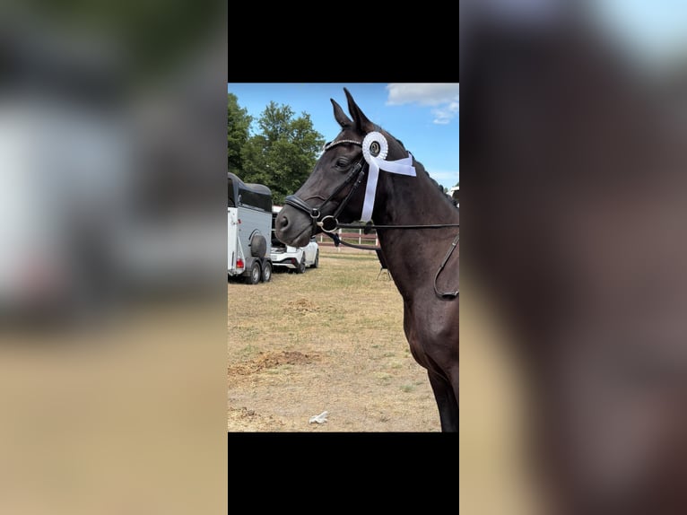 Deutsches Reitpony Stute 5 Jahre 147 cm Rappe in Dallgow-D&#xF6;beritz
