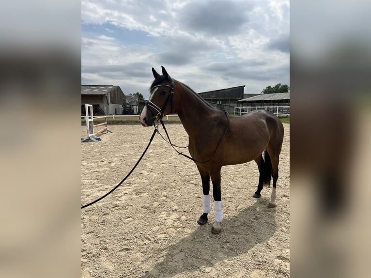 Deutsches Reitpony Stute 5 Jahre 148 cm Brauner in Eppelheim