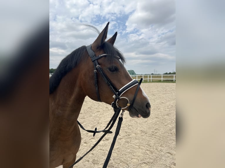 Deutsches Reitpony Stute 5 Jahre 148 cm Brauner in Eppelheim