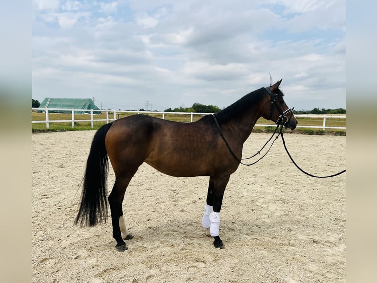 Deutsches Reitpony Stute 5 Jahre 148 cm Brauner in Eppelheim