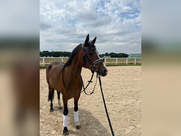 Deutsches Reitpony Stute 5 Jahre 148 cm Brauner in Eppelheim