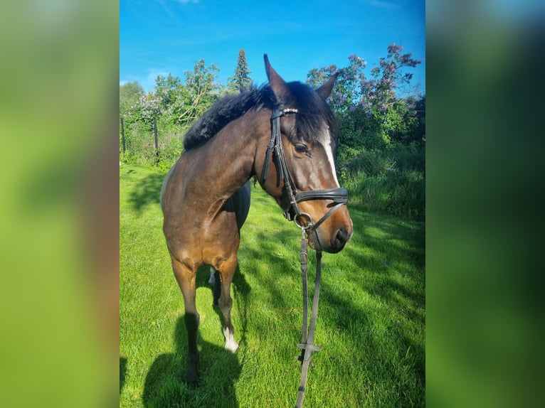 Deutsches Reitpony Stute 5 Jahre 148 cm Brauner in Stendal