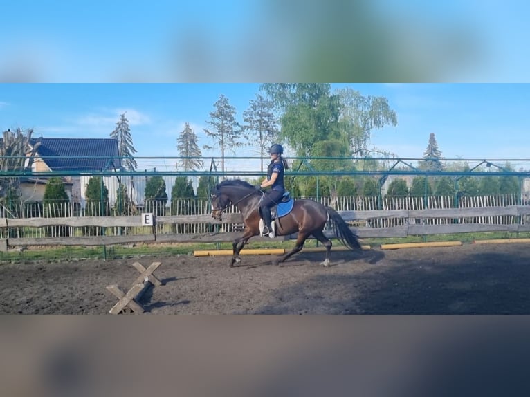 Deutsches Reitpony Stute 5 Jahre 148 cm Brauner in Stendal