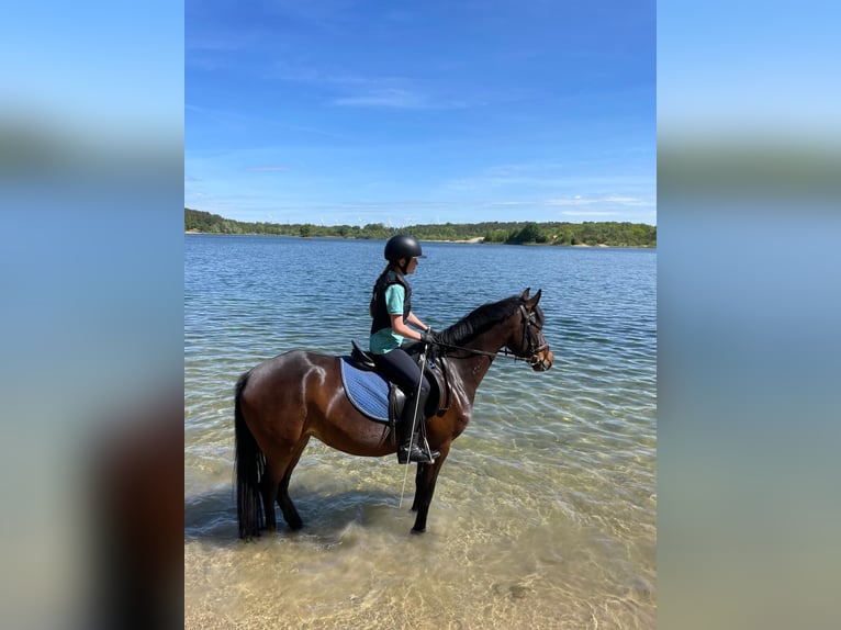 Deutsches Reitpony Stute 5 Jahre 148 cm Brauner in Stendal