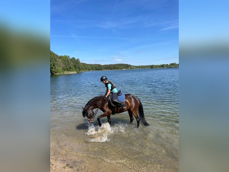 Deutsches Reitpony Stute 5 Jahre 148 cm Brauner in Stendal