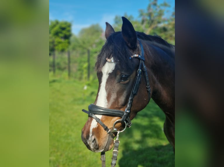 Deutsches Reitpony Stute 5 Jahre 148 cm Brauner in Stendal