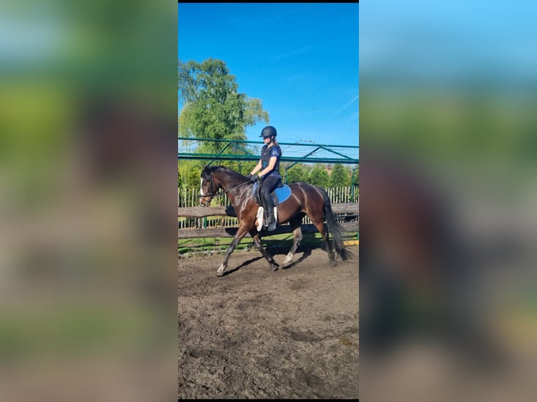 Deutsches Reitpony Stute 5 Jahre 148 cm Brauner in Stendal