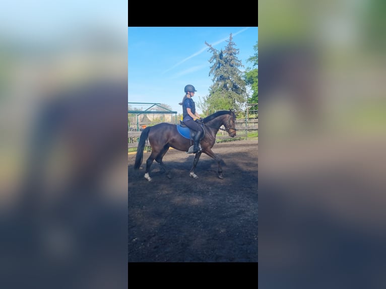 Deutsches Reitpony Stute 5 Jahre 148 cm Brauner in Stendal