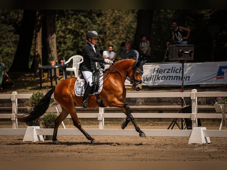 Deutsches Reitpony Stute 5 Jahre 148 cm Brauner in Jüchen