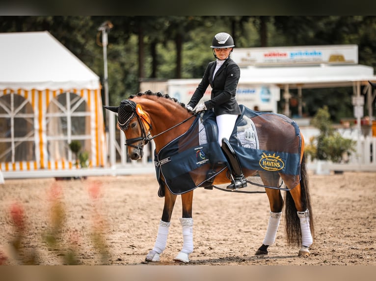 Deutsches Reitpony Stute 5 Jahre 148 cm Brauner in Jüchen