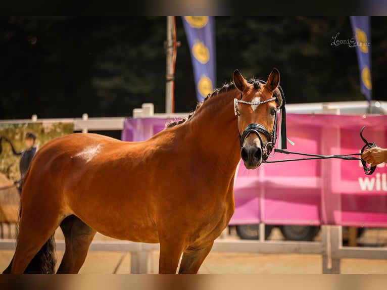 Deutsches Reitpony Stute 5 Jahre 148 cm Brauner in Jüchen