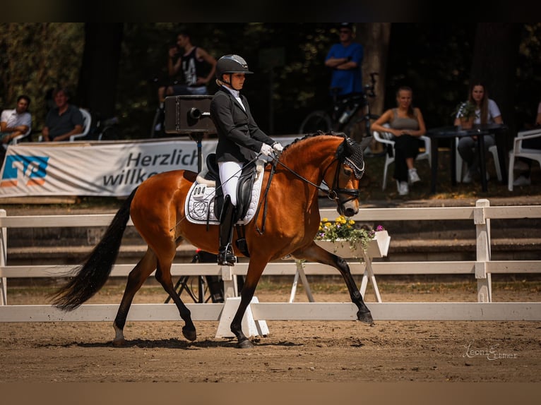 Deutsches Reitpony Stute 5 Jahre 148 cm Brauner in Jüchen