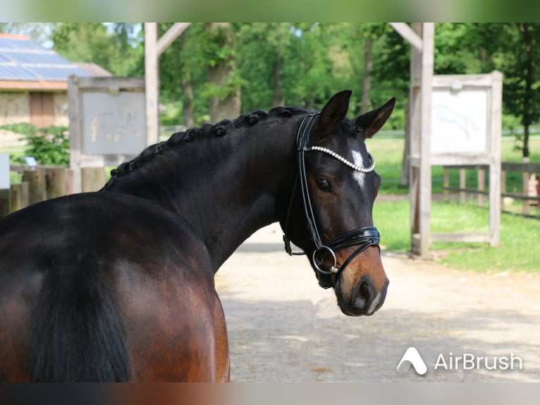 Deutsches Reitpony Stute 5 Jahre 148 cm Brauner in Jever