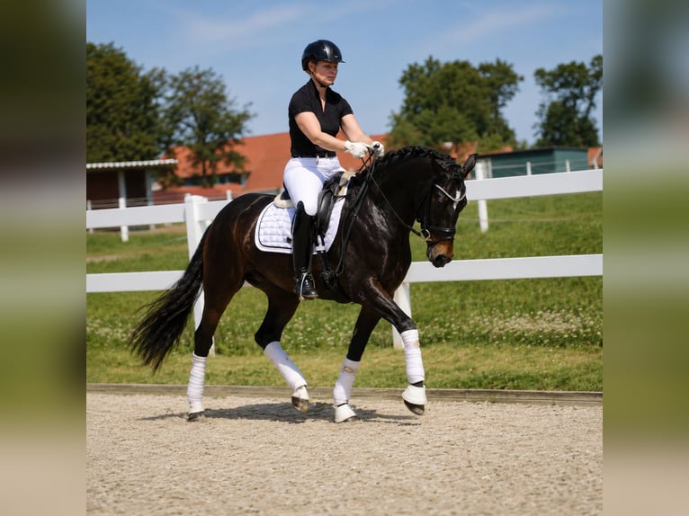 Deutsches Reitpony Stute 5 Jahre 148 cm Brauner in Jever