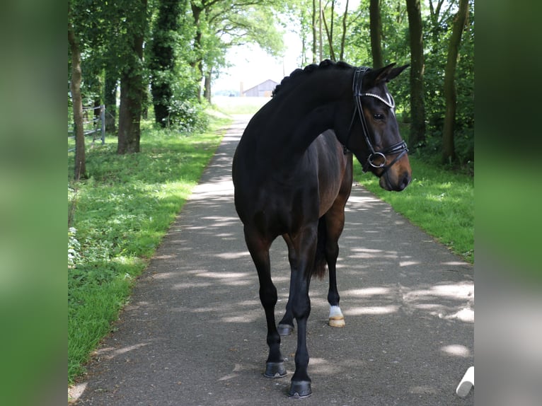 Deutsches Reitpony Stute 5 Jahre 148 cm Brauner in Jever