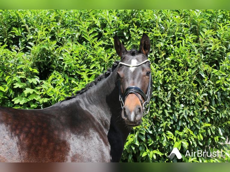 Deutsches Reitpony Stute 5 Jahre 148 cm Brauner in Jever