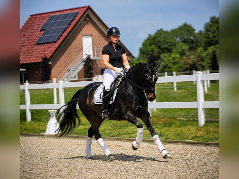 Deutsches Reitpony Stute 5 Jahre 148 cm Brauner in Jever