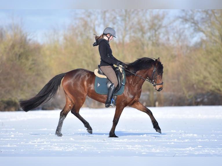 Deutsches Reitpony Stute 5 Jahre 148 cm Brauner in Stakendorf