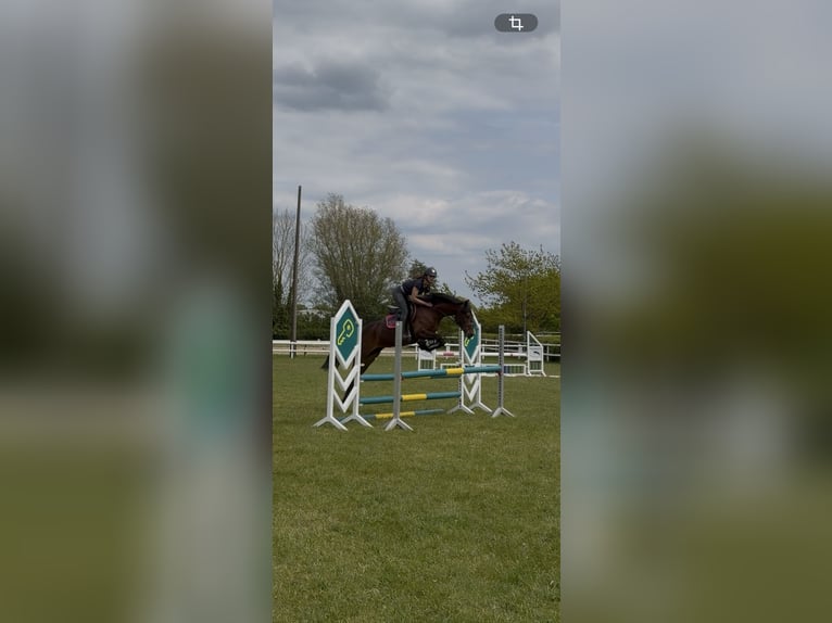 Deutsches Reitpony Stute 5 Jahre 148 cm Brauner in Stakendorf