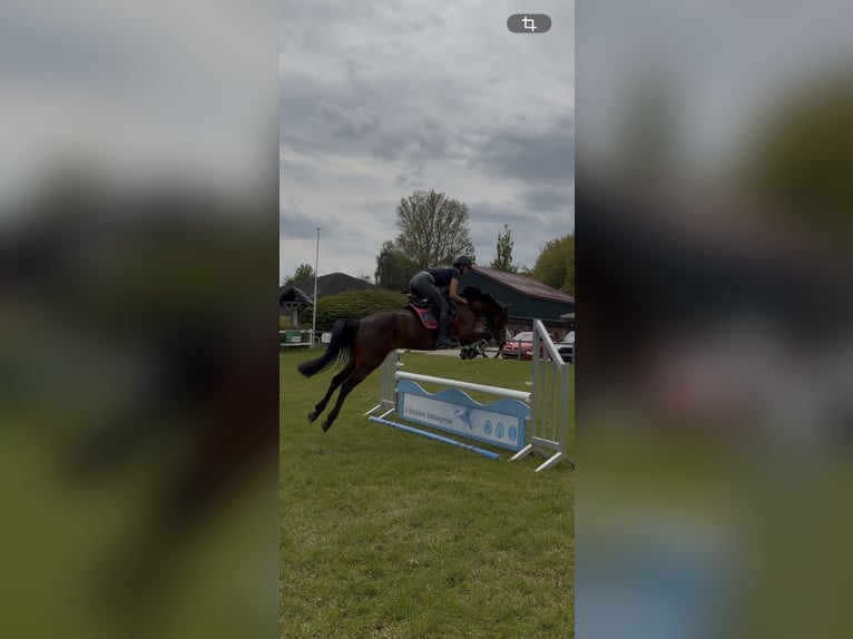 Deutsches Reitpony Stute 5 Jahre 148 cm Brauner in Stakendorf