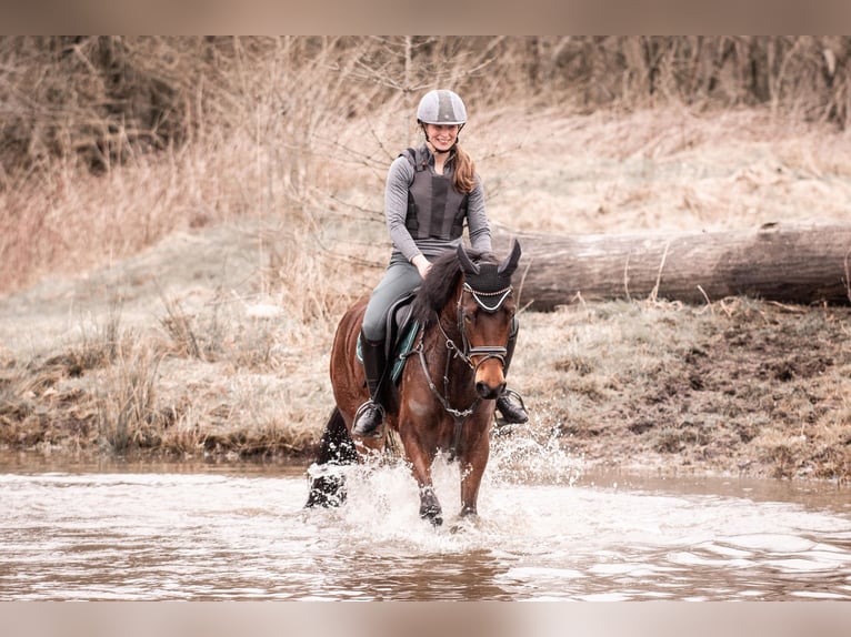 Deutsches Reitpony Stute 5 Jahre 148 cm Brauner in Stakendorf
