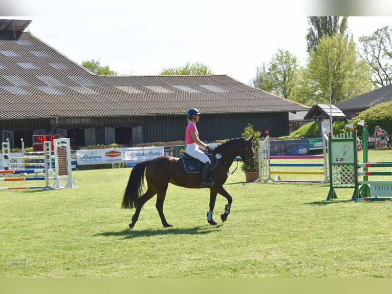 Deutsches Reitpony Stute 5 Jahre 148 cm Brauner in Stakendorf