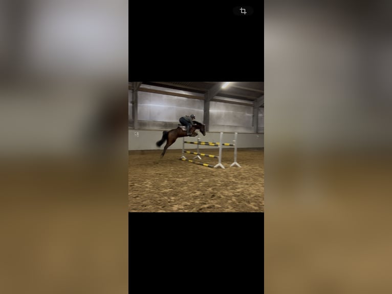 Deutsches Reitpony Stute 5 Jahre 148 cm Brauner in Stakendorf