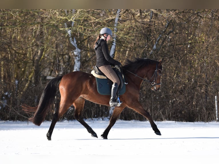 Deutsches Reitpony Stute 5 Jahre 148 cm Brauner in Stakendorf