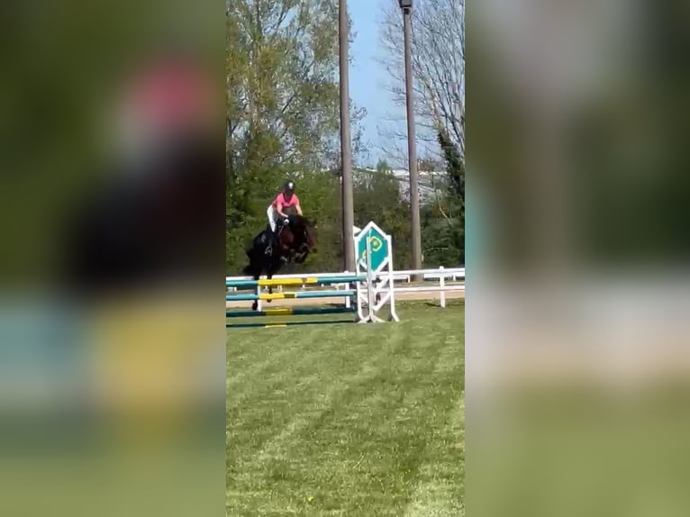 Deutsches Reitpony Stute 5 Jahre 148 cm Brauner in Stakendorf