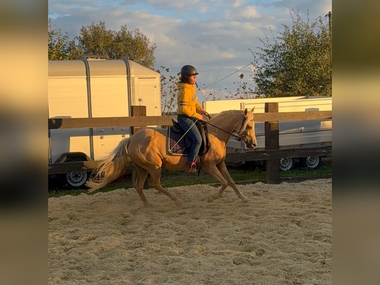 Deutsches Reitpony Stute 5 Jahre 148 cm Champagne in Daleiden