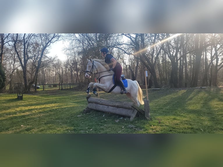 Deutsches Reitpony Stute 5 Jahre 148 cm Cremello in Wanzleben