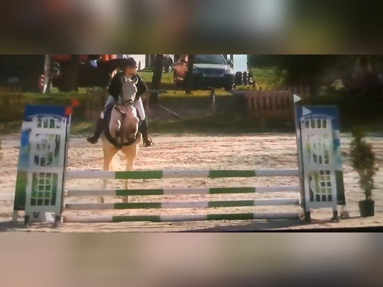 Deutsches Reitpony Stute 5 Jahre 148 cm Cremello in Wanzleben