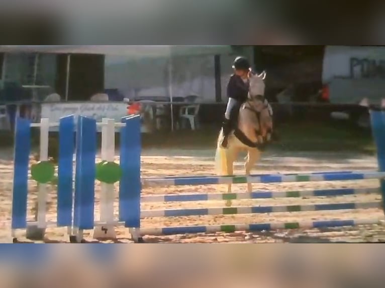 Deutsches Reitpony Stute 5 Jahre 148 cm Cremello in Wanzleben