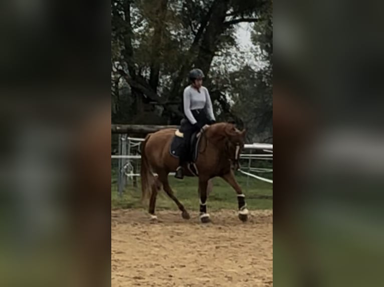 Deutsches Reitpony Stute 5 Jahre 148 cm in Dachau