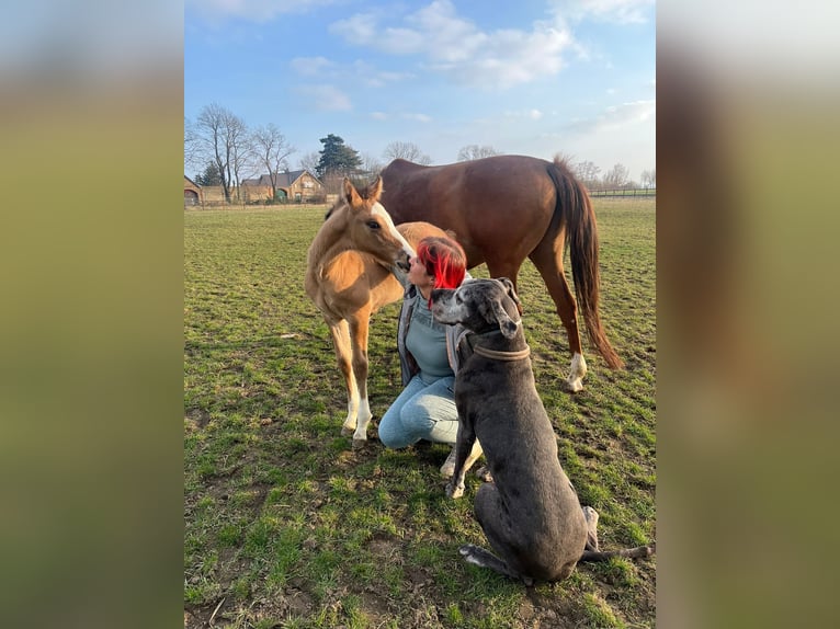 Deutsches Reitpony Stute 5 Jahre 148 cm in Wegeleben