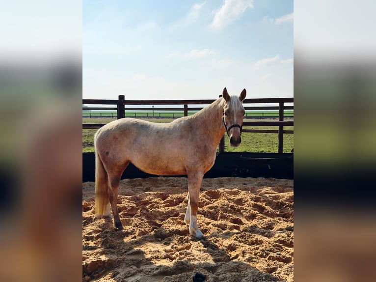 Deutsches Reitpony Stute 5 Jahre 148 cm in Wegeleben