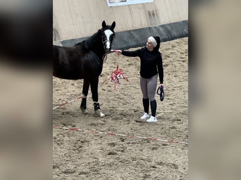 Deutsches Reitpony Stute 5 Jahre 148 cm in Wegeleben