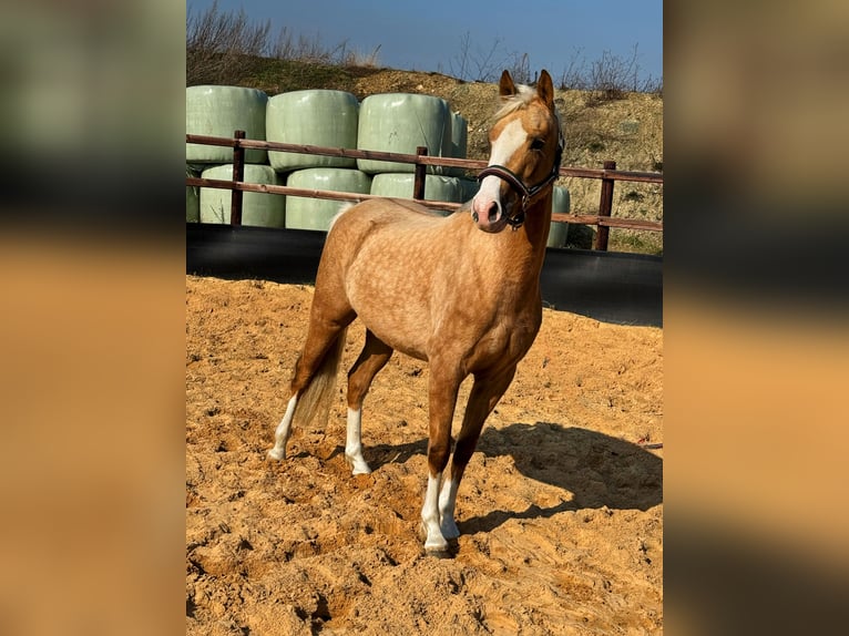 Deutsches Reitpony Stute 5 Jahre 148 cm in Wegeleben