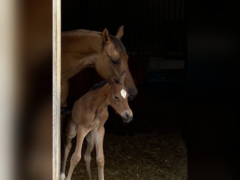 Deutsches Reitpony Stute 5 Jahre 148 cm Dunkelbrauner in Freiburg im Breisgau