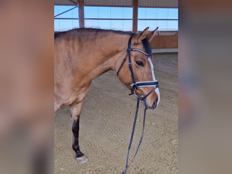 Deutsches Reitpony Stute 5 Jahre 148 cm Falbe in Gomadingen