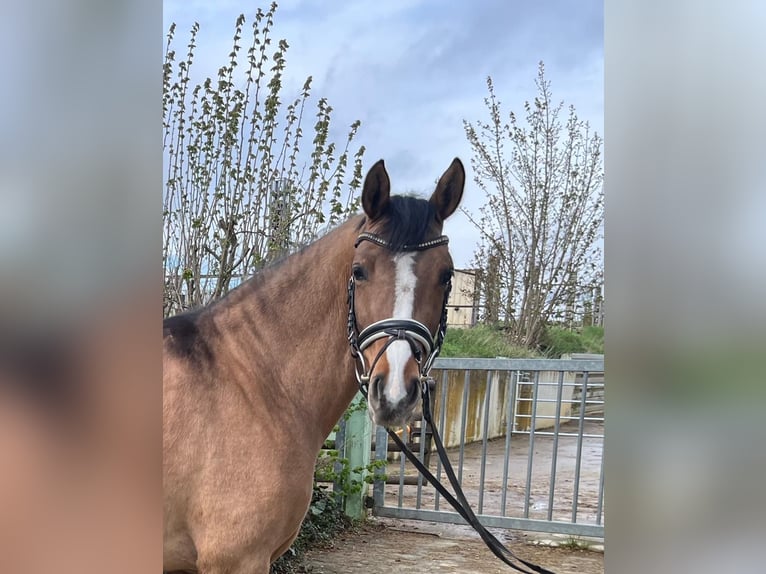 Deutsches Reitpony Stute 5 Jahre 148 cm Falbe in Gomadingen