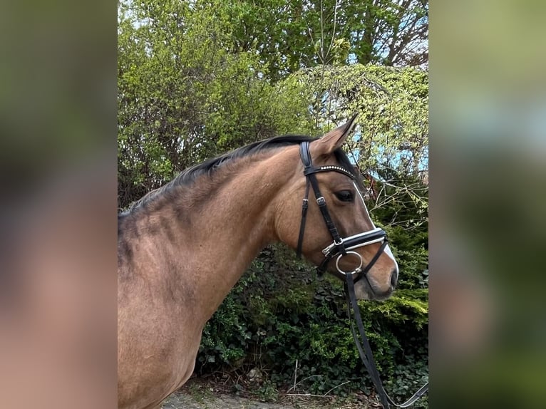 Deutsches Reitpony Stute 5 Jahre 148 cm Falbe in Gomadingen