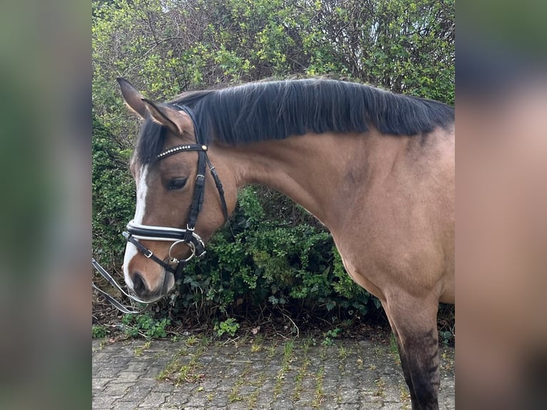 Deutsches Reitpony Stute 5 Jahre 148 cm Falbe in Gomadingen