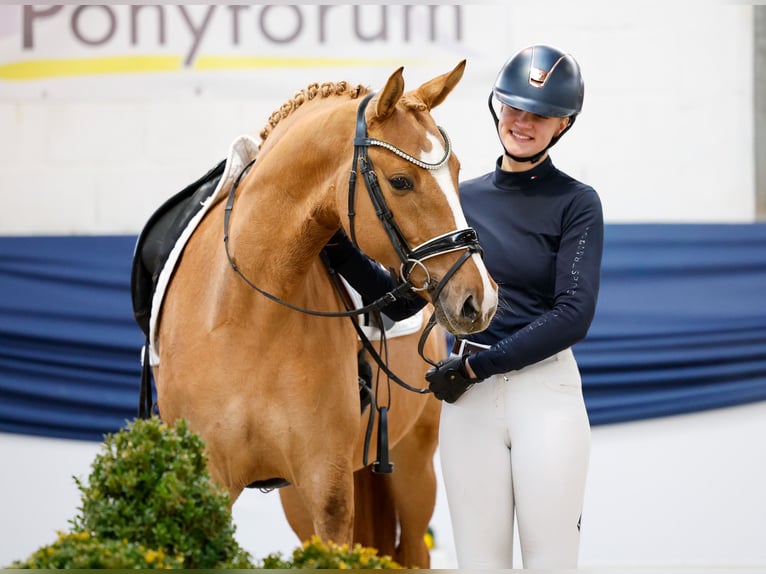 Deutsches Reitpony Stute 5 Jahre 148 cm Falbe in Marsberg