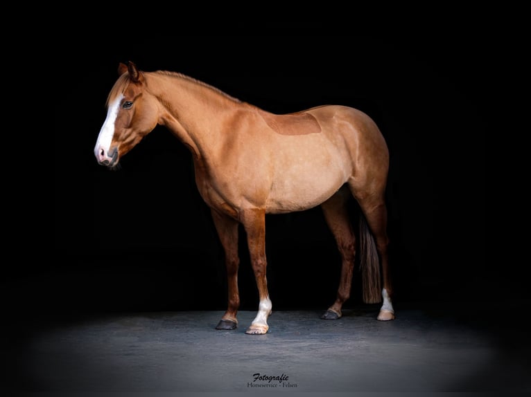 Deutsches Reitpony Stute 5 Jahre 148 cm Falbe in Ankum