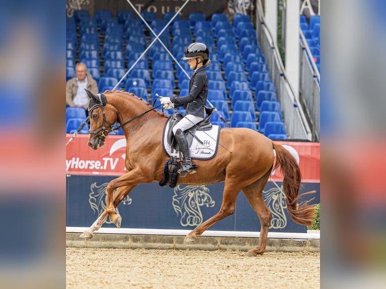Deutsches Reitpony Stute 5 Jahre 148 cm Fuchs in AschebergAscheberg