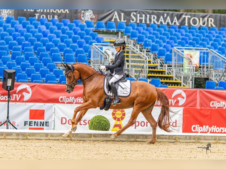 Deutsches Reitpony Stute 5 Jahre 148 cm Fuchs in AschebergAscheberg
