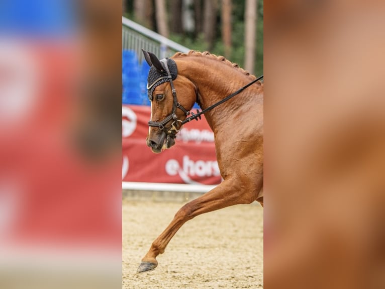 Deutsches Reitpony Stute 5 Jahre 148 cm Fuchs in AschebergAscheberg