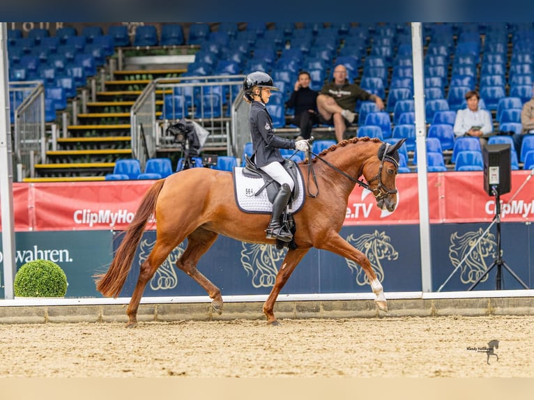 Deutsches Reitpony Stute 5 Jahre 148 cm Fuchs in AschebergAscheberg