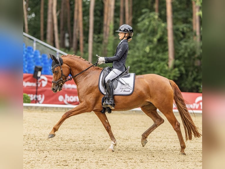 Deutsches Reitpony Stute 5 Jahre 148 cm Fuchs in AschebergAscheberg